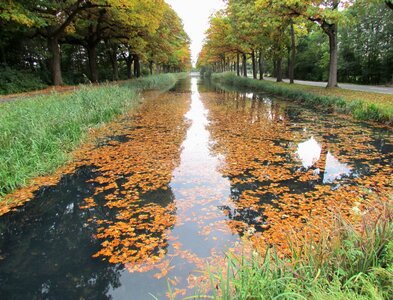 Poplar trees along the Nederlands canal photo
