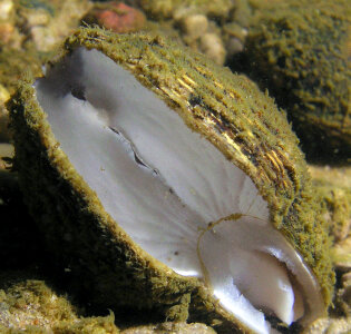 Northern riffleshell-4