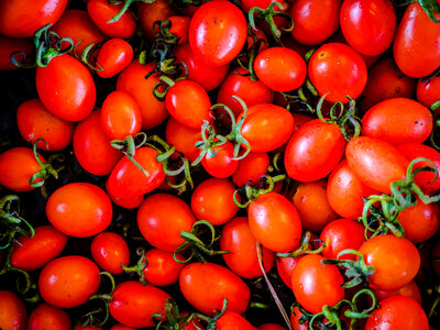 Small Red Tomatoes photo