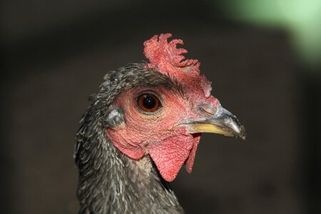 Eye red cockscomb