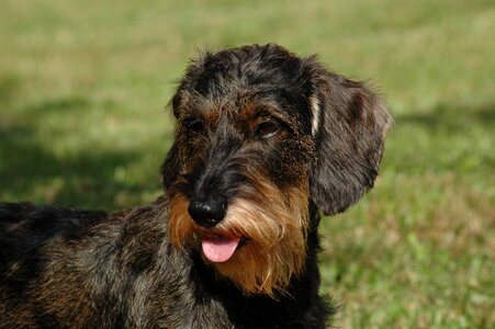 Dog dachshund language photo