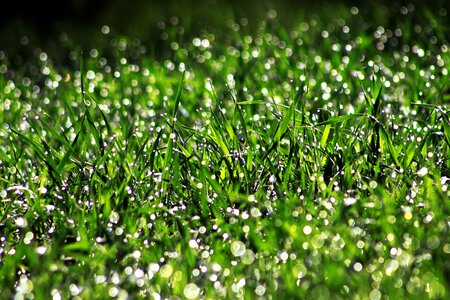 Agriculture beautiful photo dew