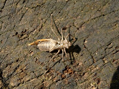 Dragonfly insect animal photo