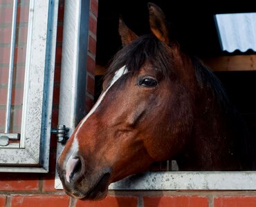 Animal barn brown photo