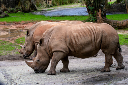 White rhinoceros