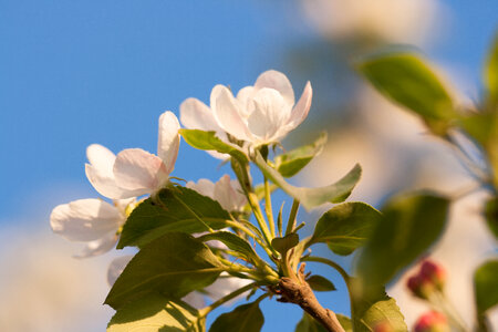 spring flowers