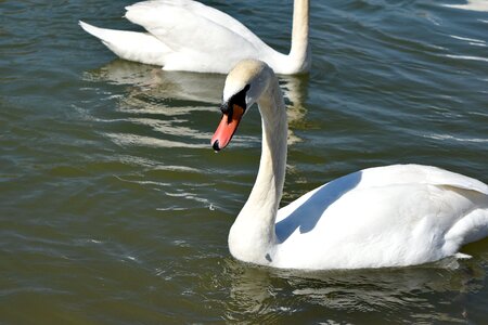 Water wildlife swan photo
