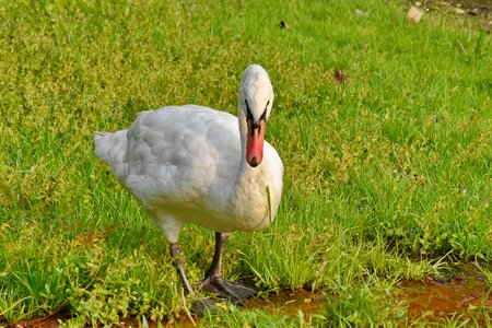 Grazing green grass swan