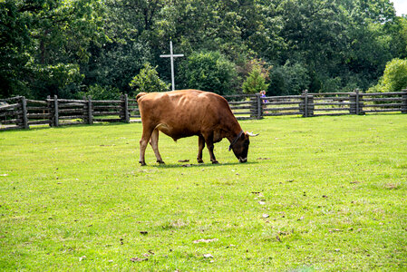 Large Cow eating the grass