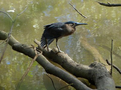 Bird fly wings photo