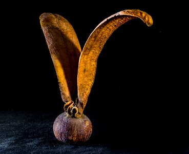 Seed ball wing tectona grandis
