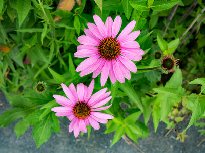 Pink Flowers in Garden photo