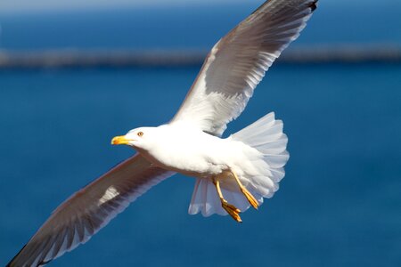 Sea-gull wings fly