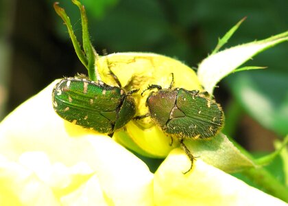 Animal arthropod beetle photo