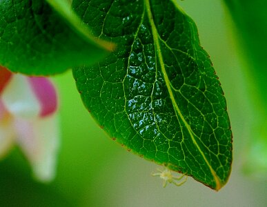 Green plant green leaf