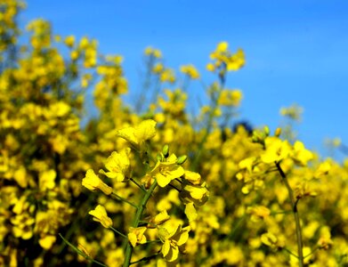 Agriculture beautiful flowers blooming