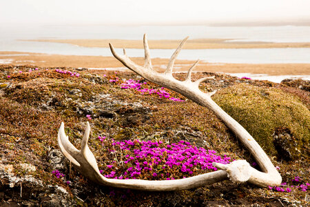 Caribou antlers-1 photo