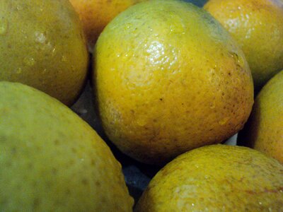 Citrus food fruit photo