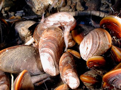 Tube worm sea ocean photo