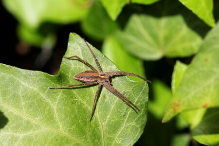 Food fly nature photo