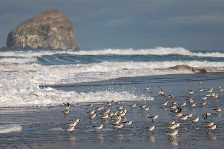 Sanderlings photo