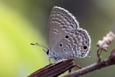 Animal arthropod beautiful photo