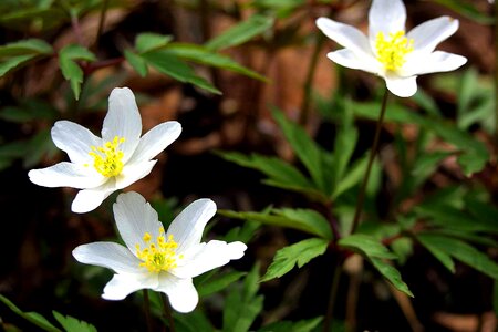 Flowers grass plants white