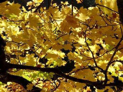 Autumn golden shining photo