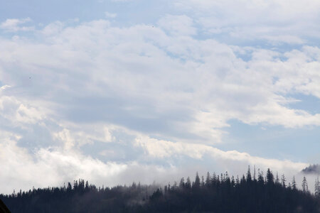 Western evergreen forests-1