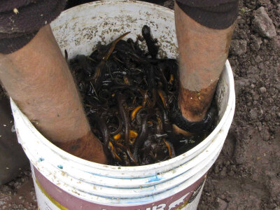 Bucket of Newts to be Relocated