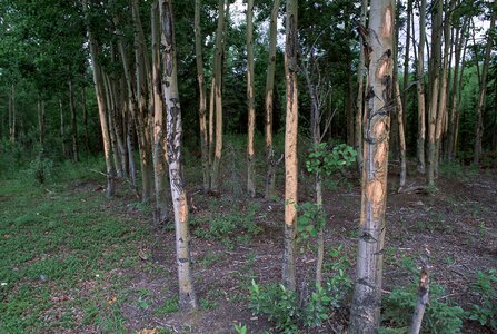 Antler shed trees photo