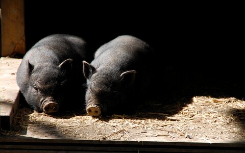 Pig farm mammal photo