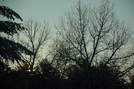 Woods branches branch photo