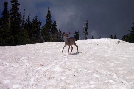 Wildlife wild zoology