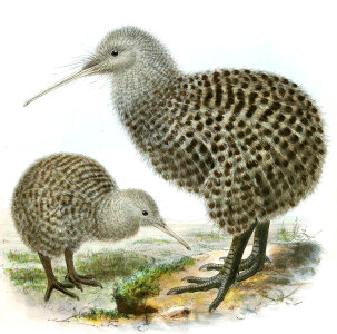 Great Spotted Kiwi - Apteryx haastii