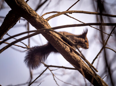 Squirrel in a tree in the wild photo