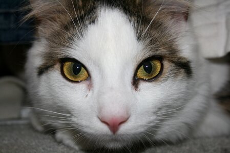 Domestic feline kitty photo