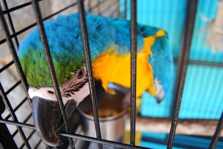 Bird caged domestic photo