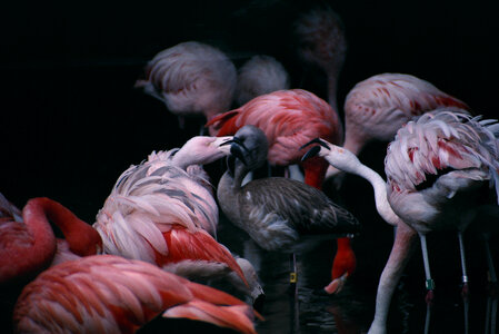 Flamingos-2 photo