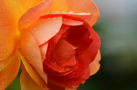 Beautiful beautiful flowers biology