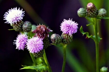 Wild bloom color