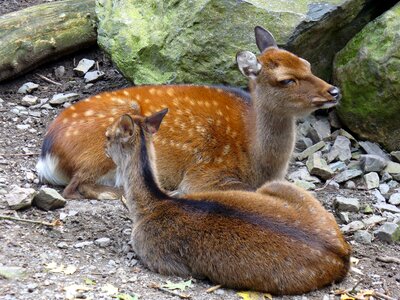 Animal nature forest