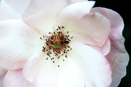 Rose nature macro photo