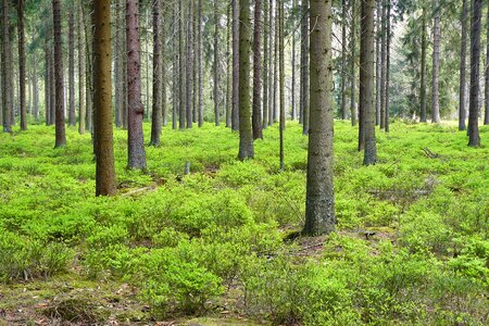 Spruce forest plants forest floor