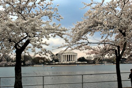 Blossom cherry trees photo
