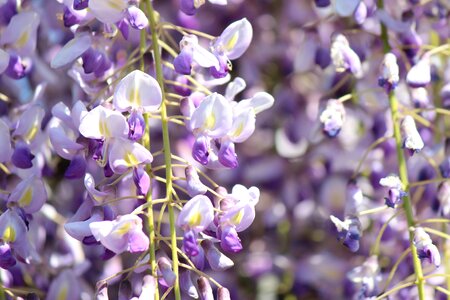 Wisteria wisteria trellis flowers photo