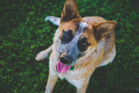 Dog Portrait View from Top on Blur Grass photo