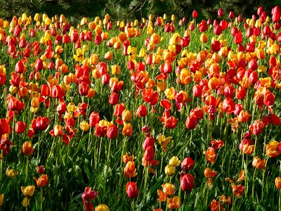 Beautiful Flowers bloom blooming