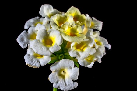 Bloom yellow white close up photo
