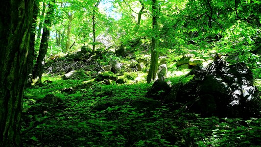 Green shrubs branches